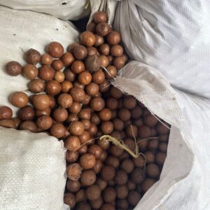 Macadamia Nuts