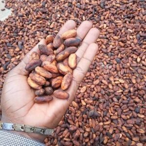 Cocoa Beans