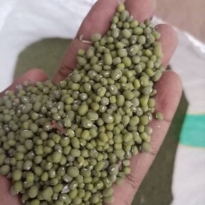 Green Mung Beans
